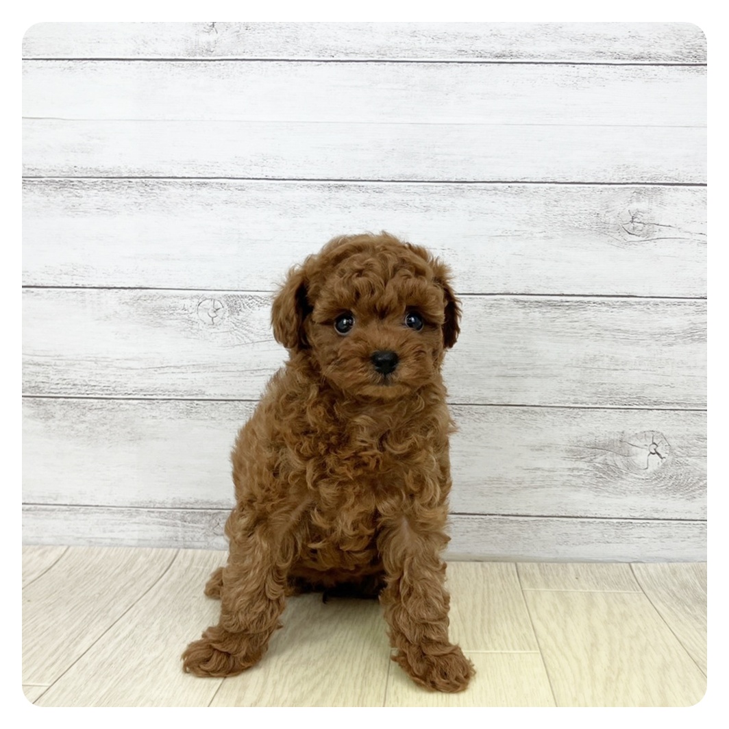 愛知県のトイプードル(トイ) (犬の家＆猫の里碧南店/2026年2月16日生まれ/女の子/レッドフォーン)の子犬