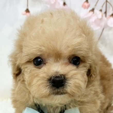 大阪府のマルプー(マルチーズ×プードル) (犬の家＆猫の里そよら東岸和田店/2026年2月17日生まれ/男の子/アプリコットホワイト)の子犬