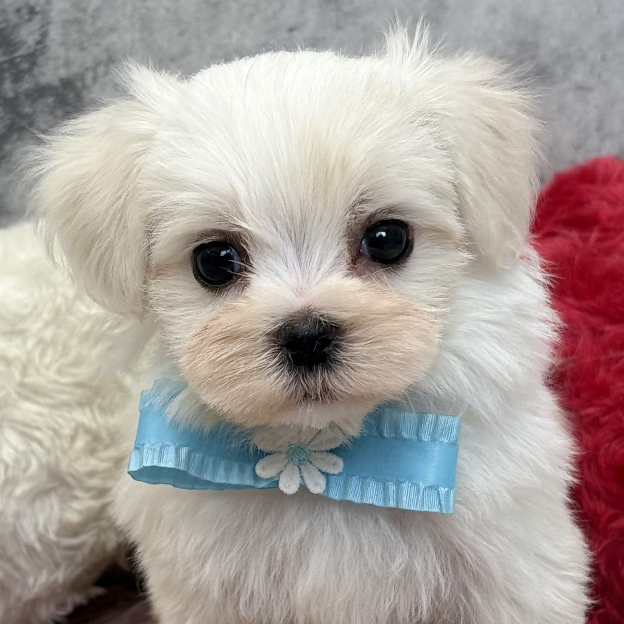 愛知県のマルチーズ (犬の家＆猫の里MEGAドン・キホーテ東海名和店/2026年2月16日生まれ/女の子/ホワイト)の子犬