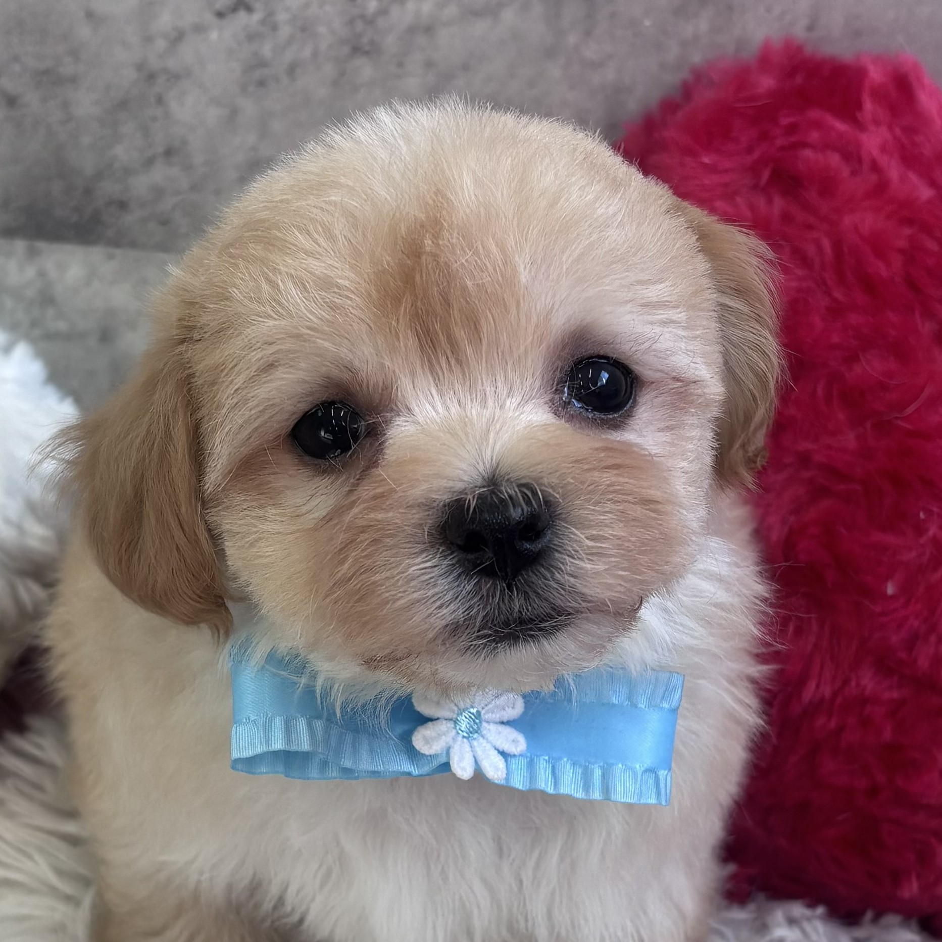 兵庫県のマルプー(マルチーズ×プードル) (犬の家＆猫の里ニッケパークタウン加古川店/2026年2月17日生まれ/男の子/アプリコットホワイト)の子犬