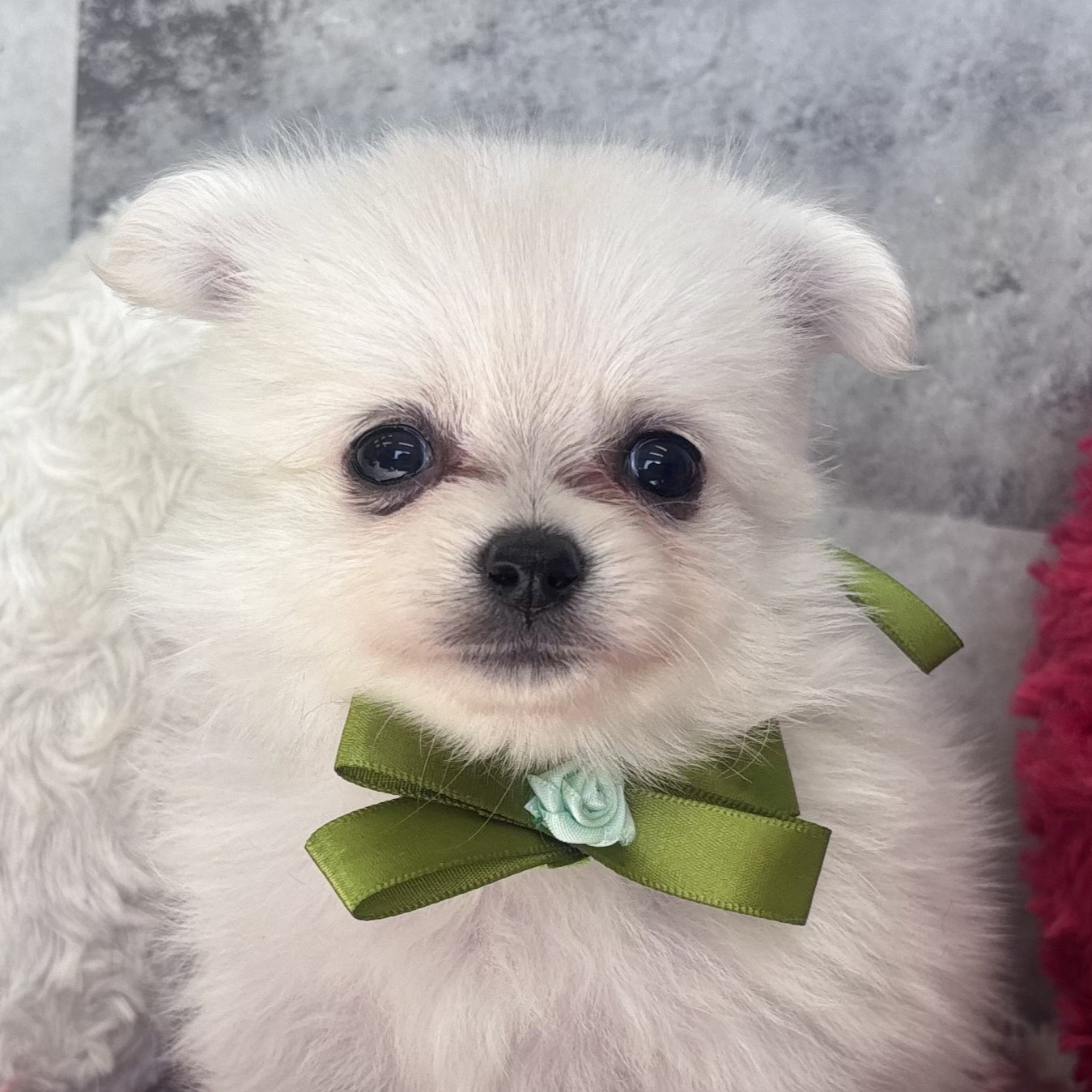岡山県のポメチワ/チワポメ/ポメチー(ポメラニアン×チワワ) (犬の家＆猫の里倉敷中庄店/2026年2月18日生まれ/男の子/クリームホワイト)の子犬の2枚目の画像