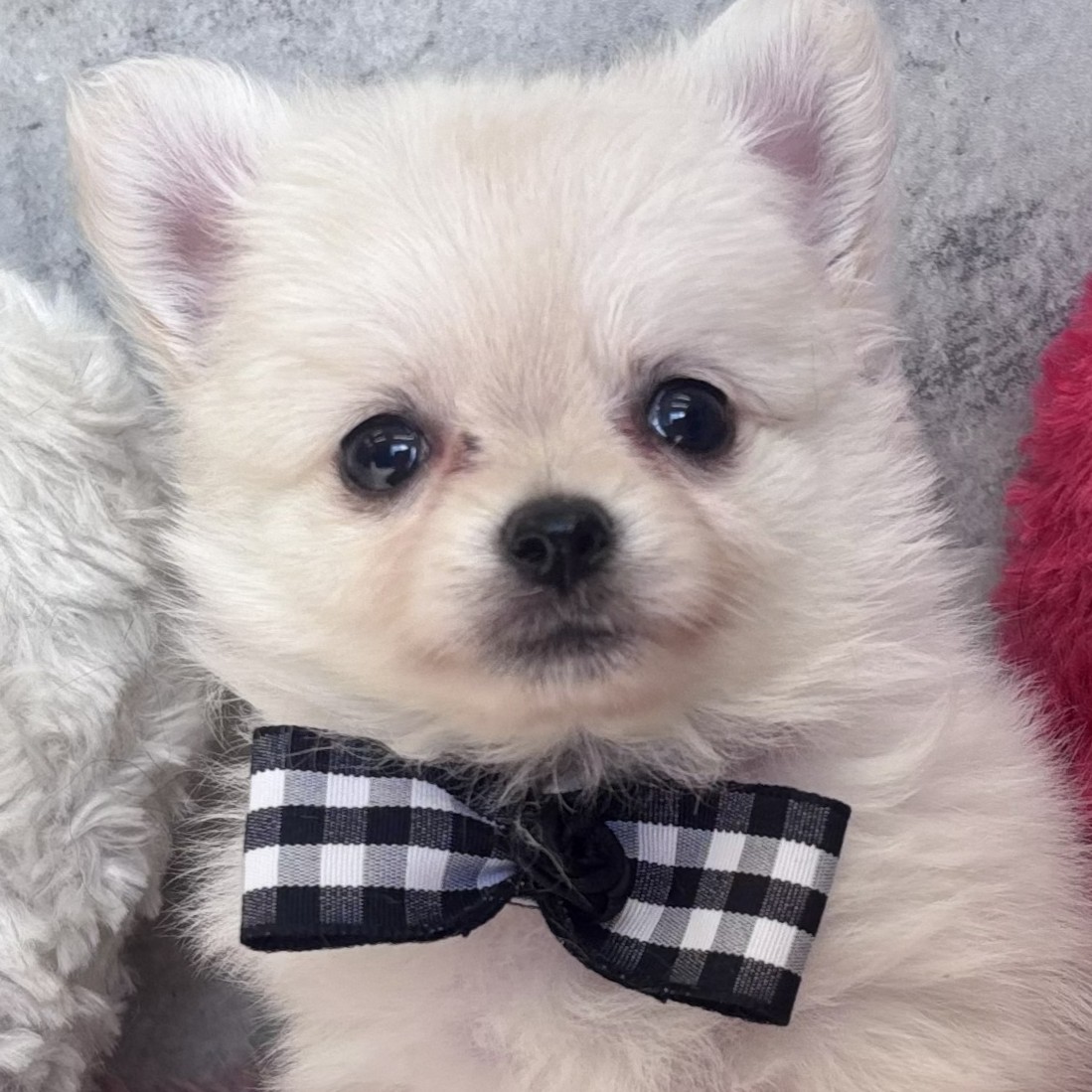 2026年2月18日生まれのポメチワ/チワポメ/ポメチー(ポメラニアン×チワワ)