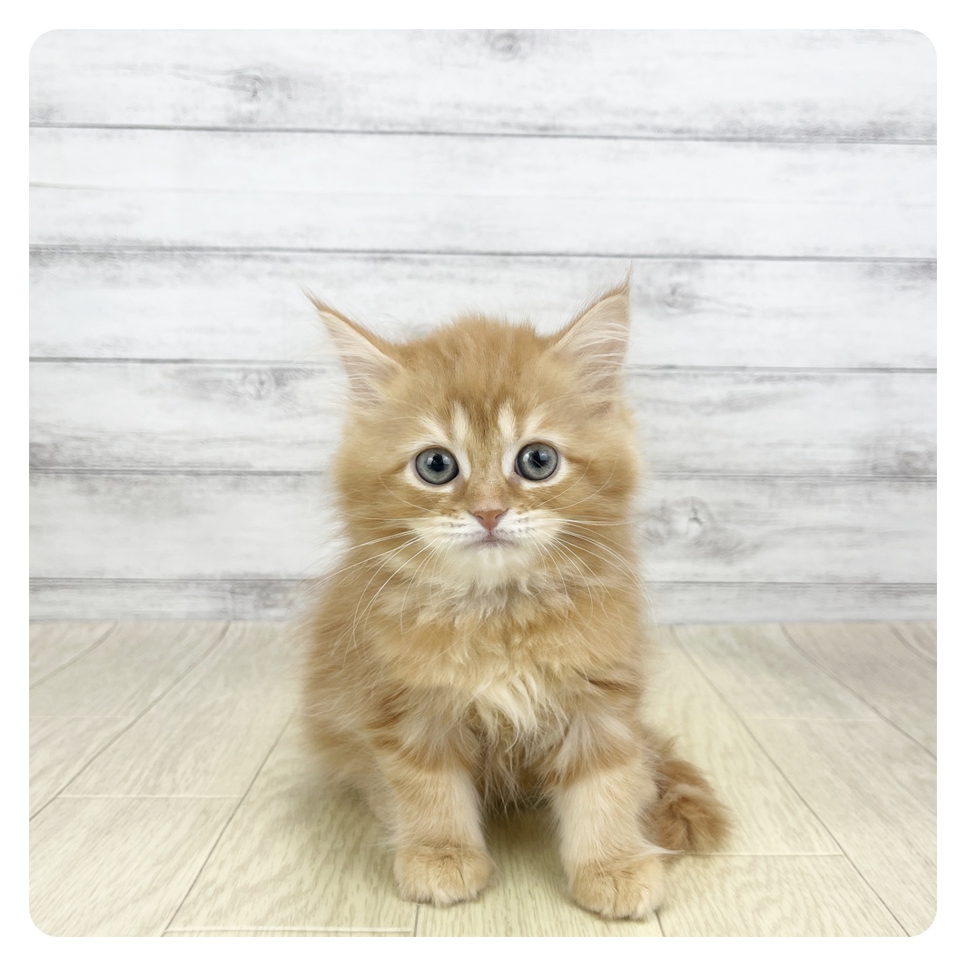 愛知県のサイベリアン (犬の家＆猫の里七宝店/2026年2月15日生まれ/女の子/レッドタビー)の子猫