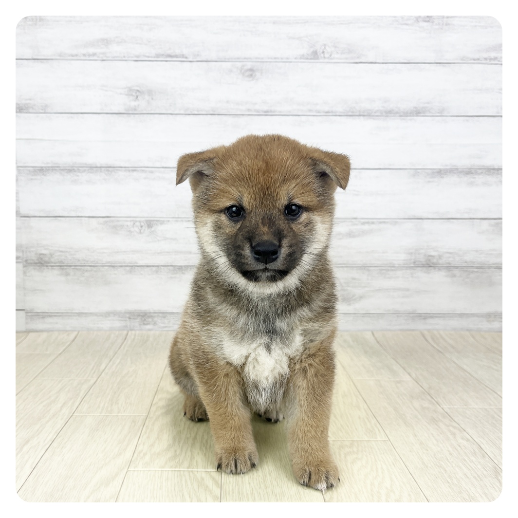 愛知県の柴犬(標準サイズ) (犬の家＆猫の里碧南店/2026年2月17日生まれ/男の子/赤)の子犬の2枚目の画像