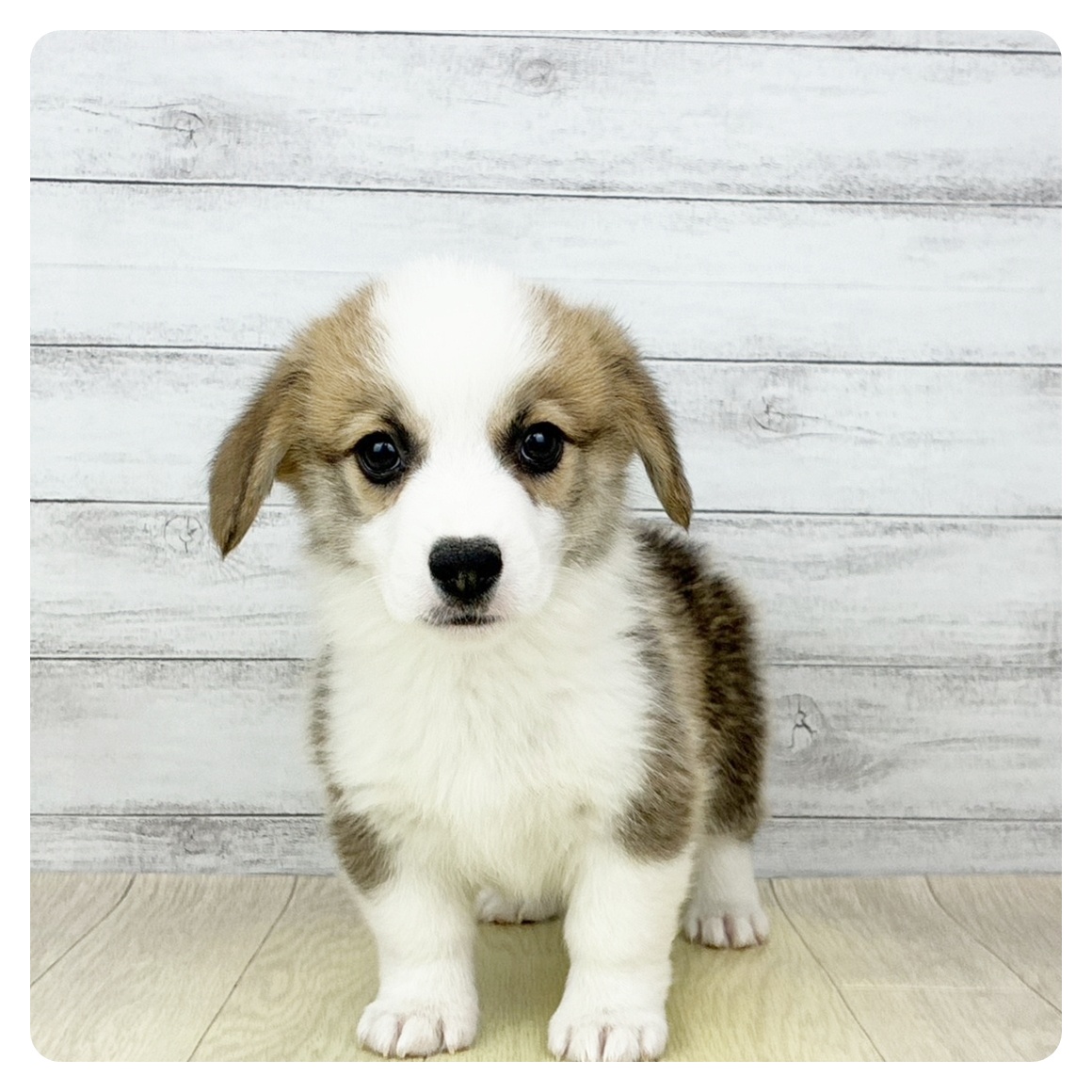 大阪府のウェルシュコーギーペンブローク (犬の家＆猫の里吹田店/2026年2月18日生まれ/男の子/レッドホワイト)の子犬