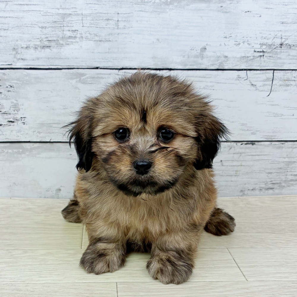 兵庫県のハーフ犬・ミックス犬 (犬の家＆猫の里ニッケパークタウン加古川店/2026年2月18日生まれ/女の子/フォーン)の子犬