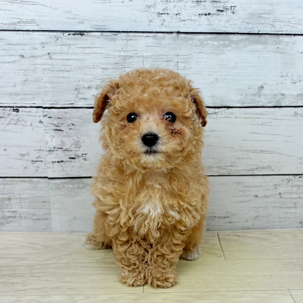 岡山県のトイプードル(トイ) (犬の家＆猫の里岡山店/2026年2月18日生まれ/女の子/オレンジフォーン)の子犬