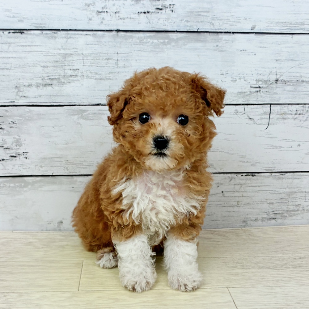 滋賀県のトイプードル(トイ) (犬の家＆猫の里近江八幡店/2026年2月18日生まれ/女の子/レッドフォーンホワイト)の子犬