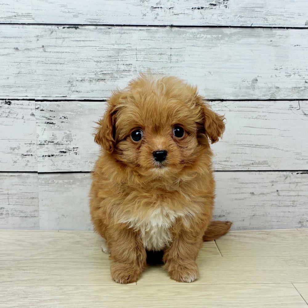 岡山県のチワプー/プーチー(チワワ×プードル) (犬の家＆猫の里倉敷店/2026年2月17日生まれ/女の子/アプリコット)の子犬