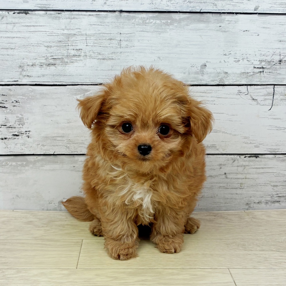 滋賀県のチワプー/プーチー(チワワ×プードル) (犬の家＆猫の里近江八幡店/2026年2月17日生まれ/女の子/アプリコット)の子犬