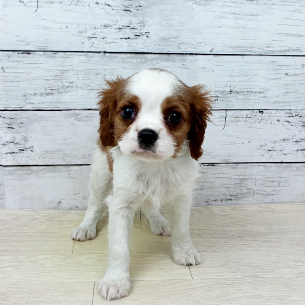 大阪府のキャバリアキングチャールズスパニエル (犬の家＆猫の里そよら東岸和田店/2026年2月18日生まれ/男の子/ブレンハイム)の子犬
