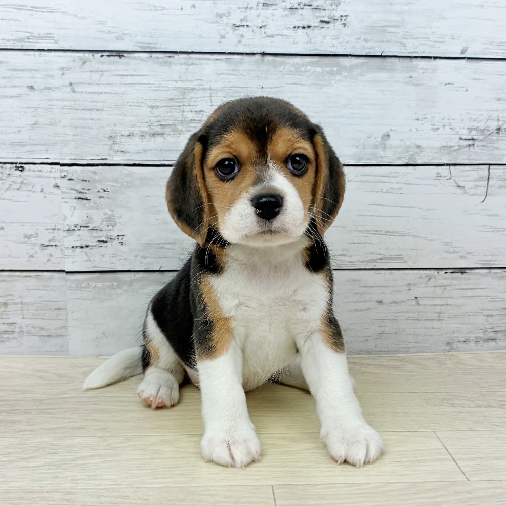 兵庫県のビーグル (犬の家＆猫の里ニッケパークタウン加古川店/2026年2月18日生まれ/女の子/ブラックタンホワイト)の子犬の2枚目の画像