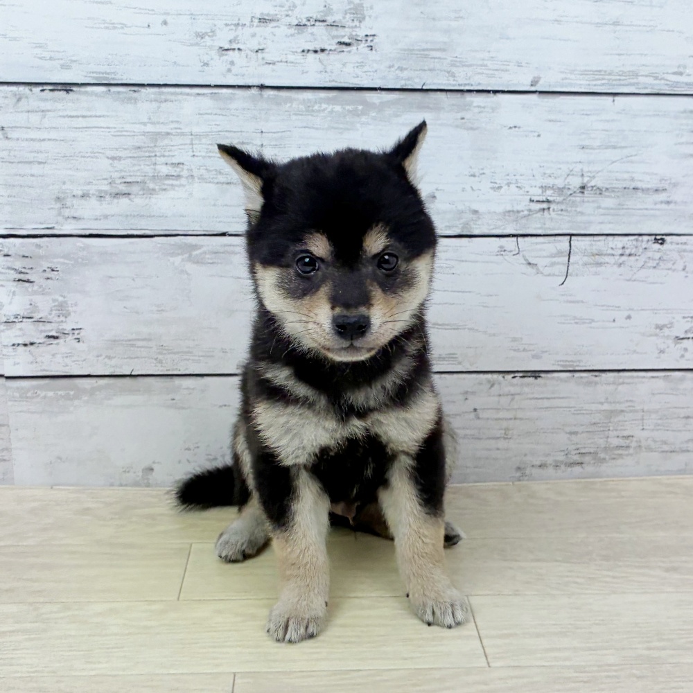 2026年2月17日生まれの豆柴