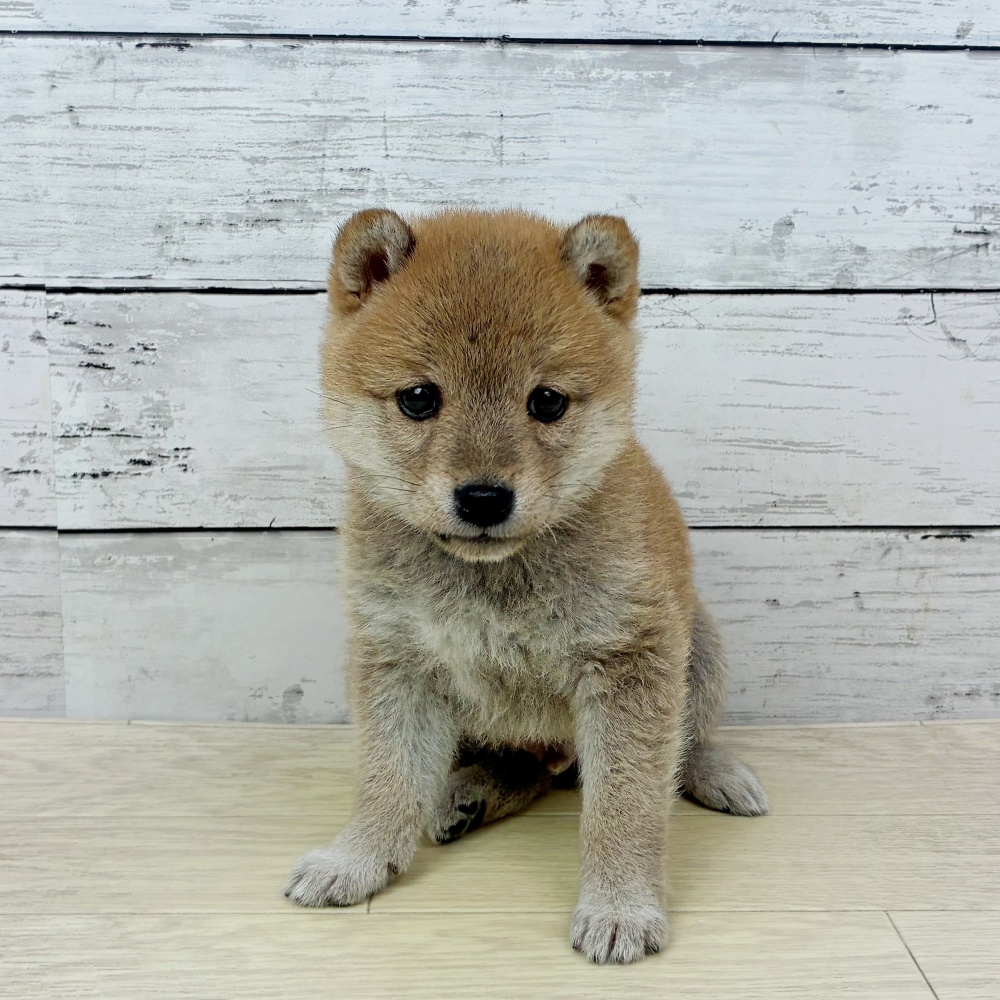 大阪府の豆柴 (犬の家＆猫の里そよら東岸和田店/2026年2月17日生まれ/男の子/赤)の子犬