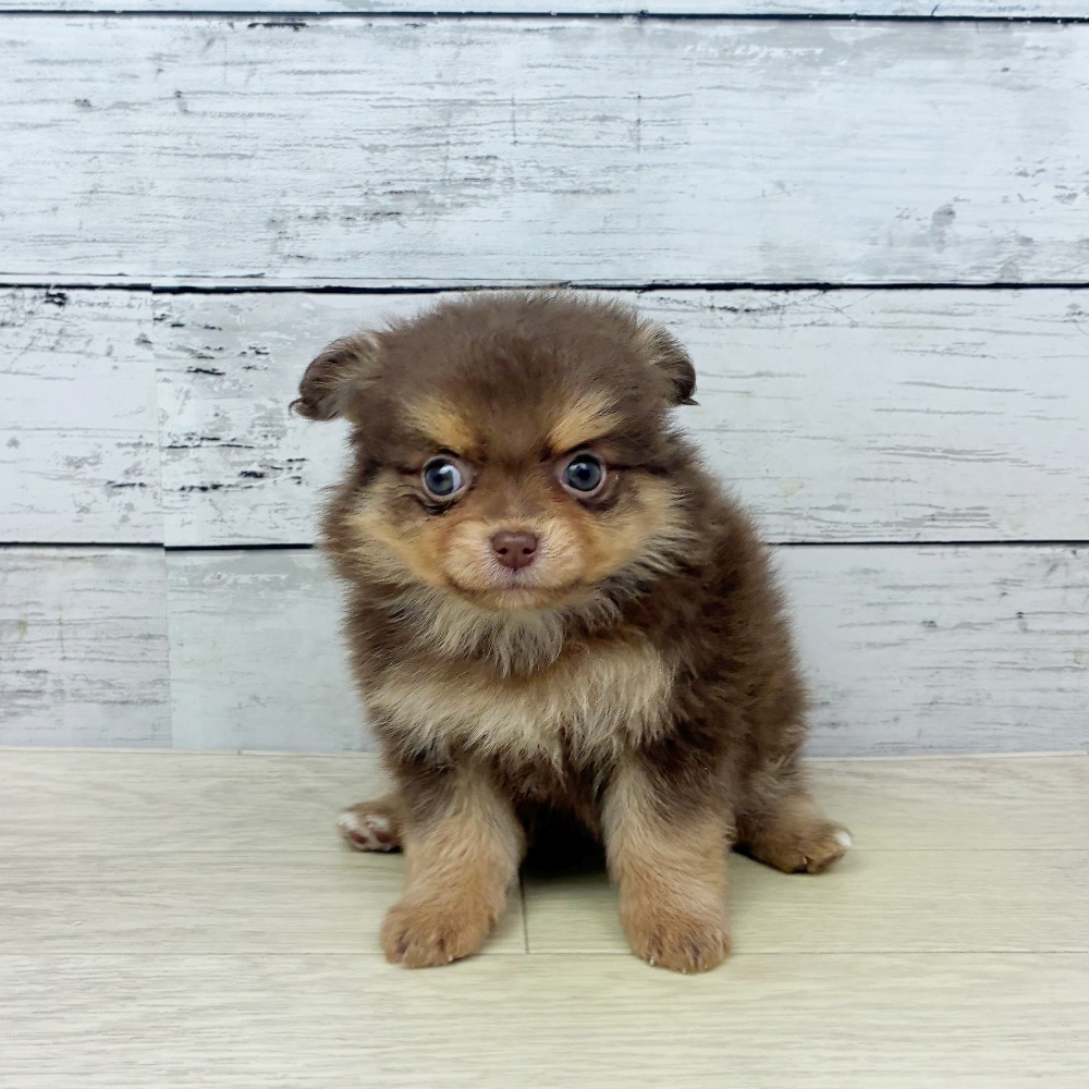 兵庫県のポメチワ/チワポメ/ポメチー(ポメラニアン×チワワ) (犬の家＆猫の里尼崎店/2026年2月19日生まれ/女の子/チョコレートクリーム)の子犬