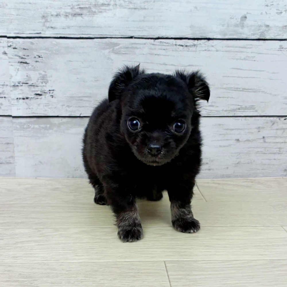 大阪府のチワワ(ロング) (犬の家＆猫の里そよら東岸和田店/2026年2月19日生まれ/女の子/ブラックタン)の子犬