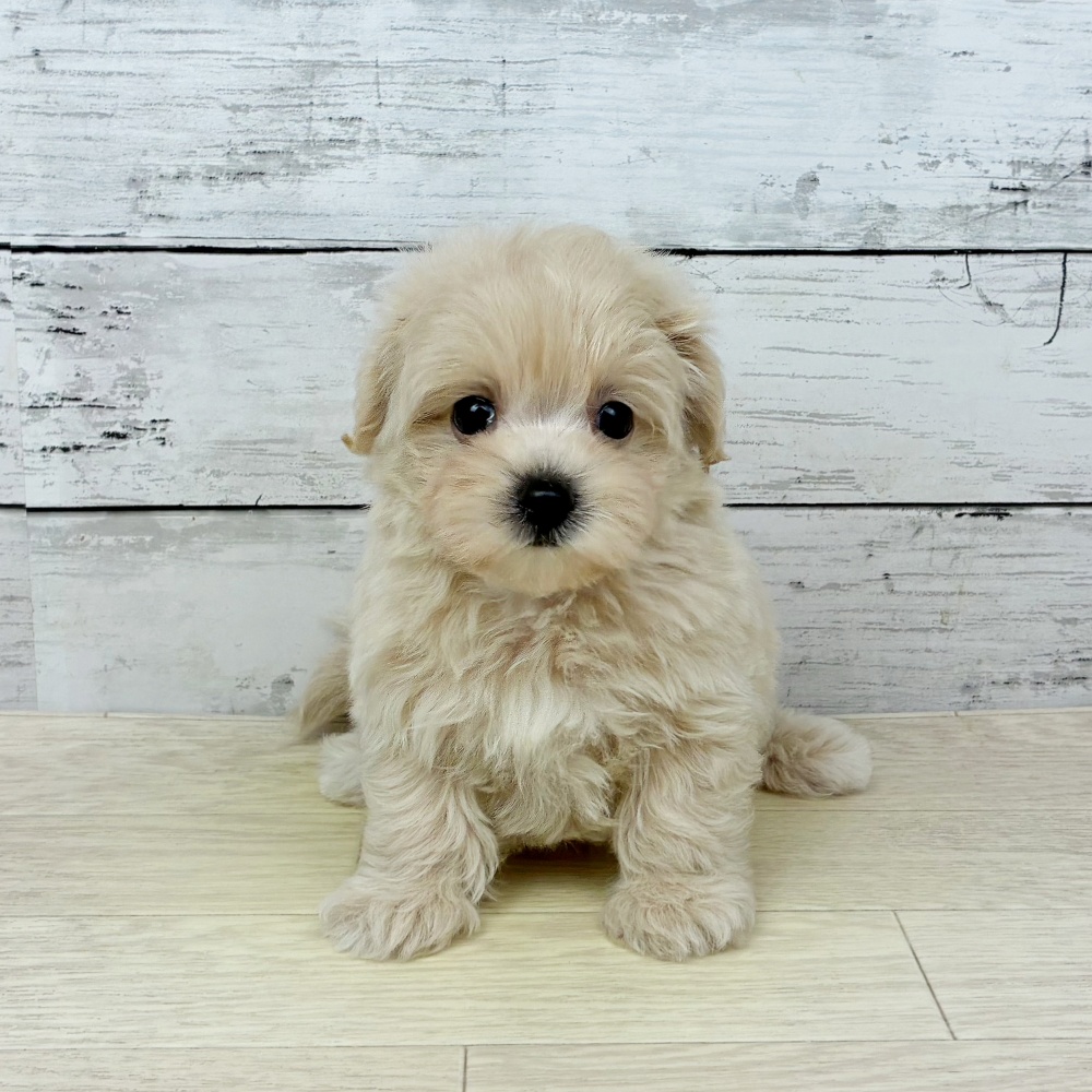 大阪府のマルプー(マルチーズ×プードル) (犬の家＆猫の里吹田店/2026年2月18日生まれ/女の子/クリーム)の子犬の2枚目の画像