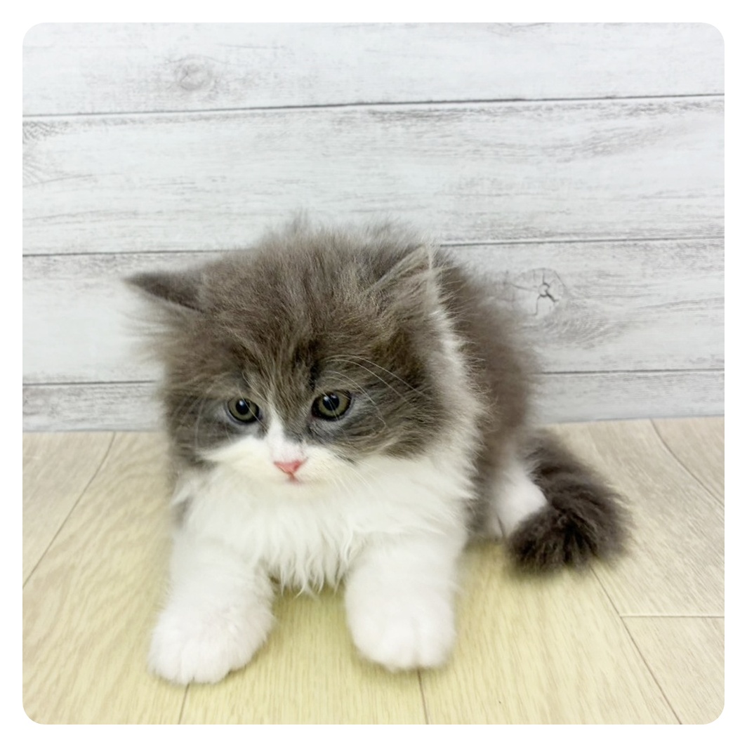 2026年2月20日生まれのサイベリアン