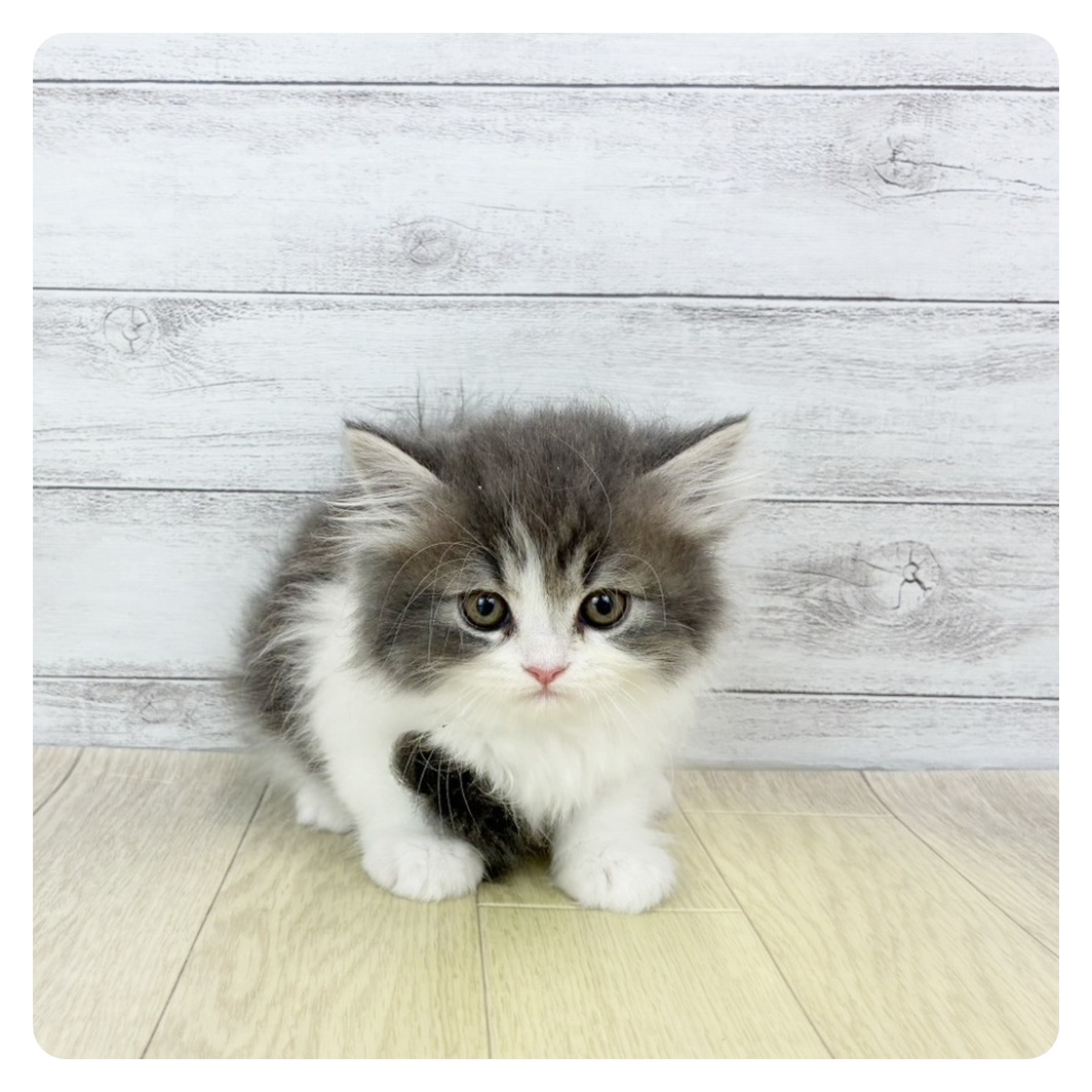 愛知県のサイベリアン (犬の家＆猫の里エアポートウォーク店/2026年2月20日生まれ/女の子/ブルータビーホワイト)の子猫