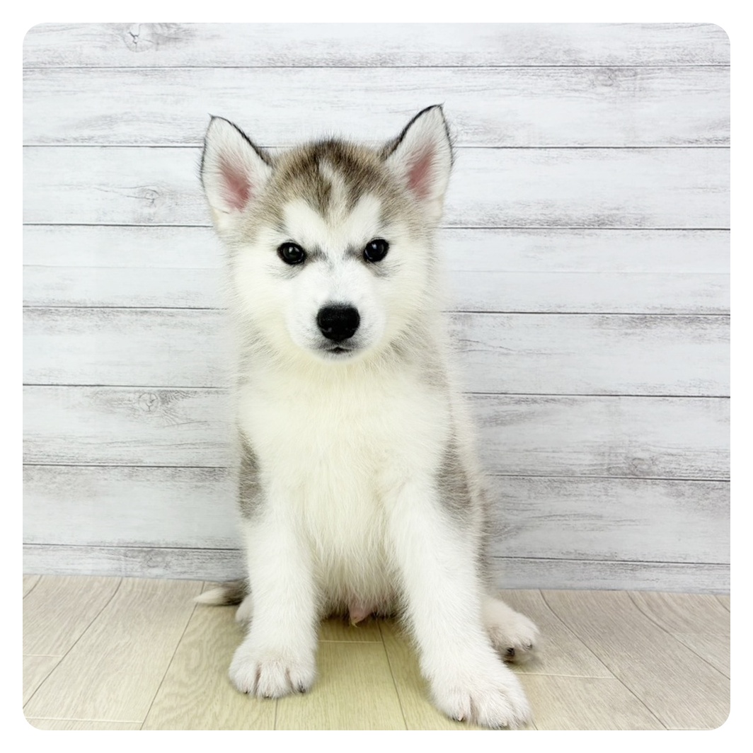 愛知県のシベリアンハスキー (犬の家＆猫の里MiO香久山店/2026年2月18日生まれ/男の子/シルバーホワイト)の子犬