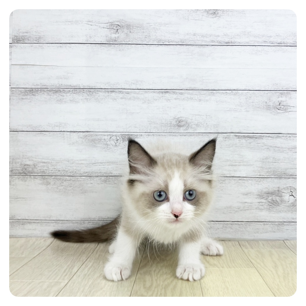 2026年2月18日生まれのラグドール