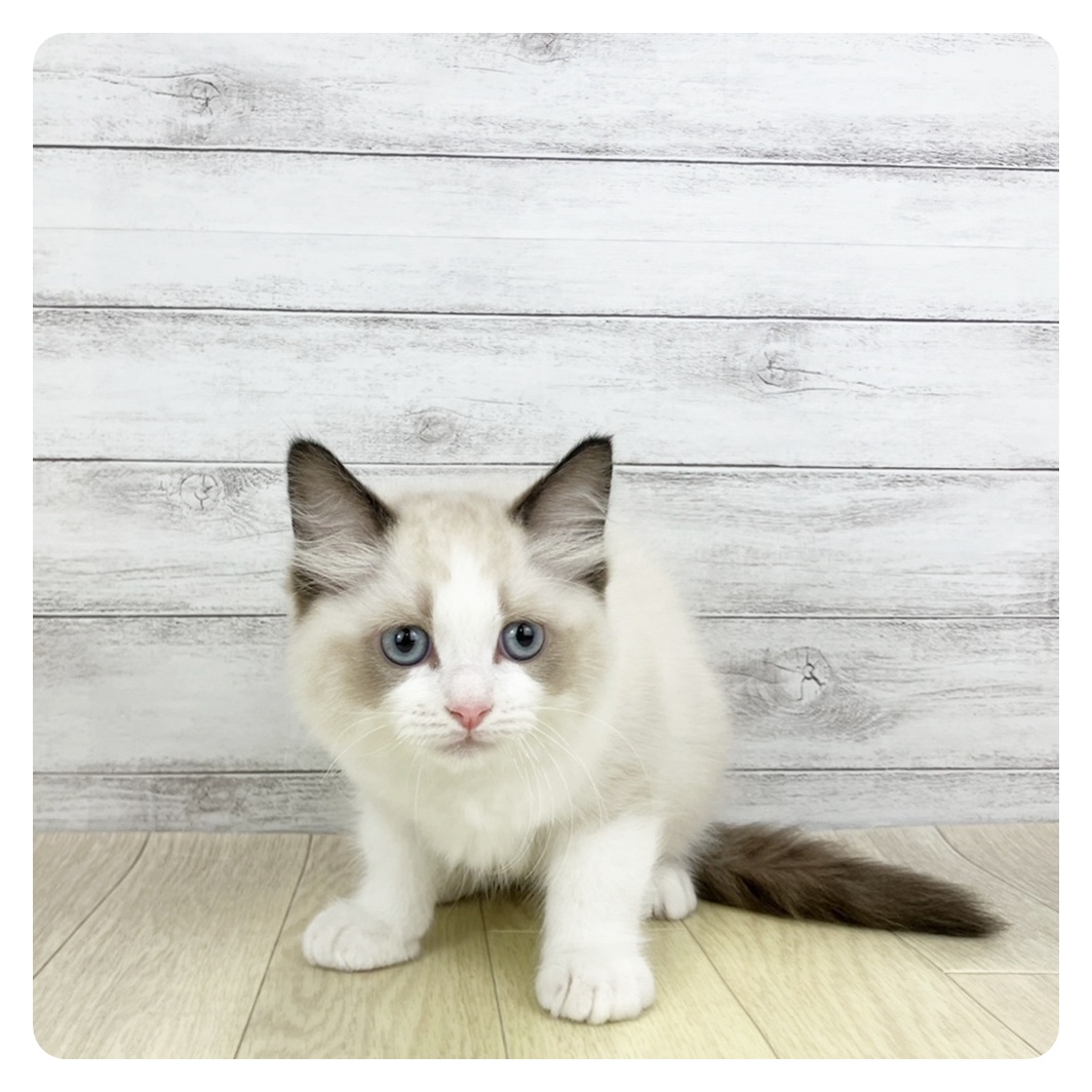 2026年2月18日生まれのラグドール