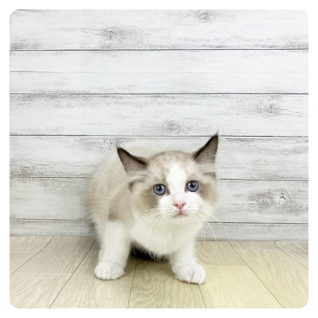 2026年2月18日生まれのラグドール