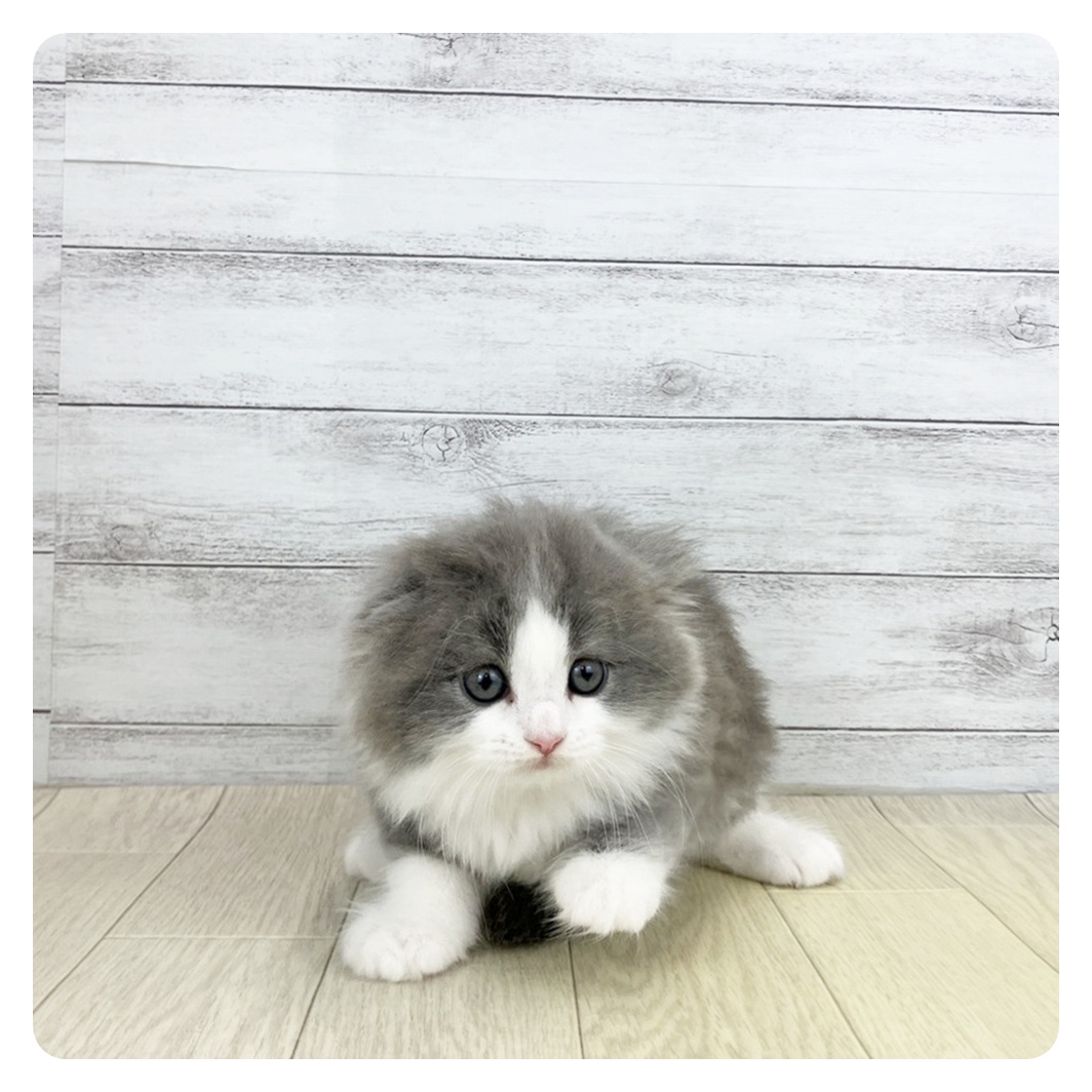 2026年2月20日生まれのスコティッシュフォールド