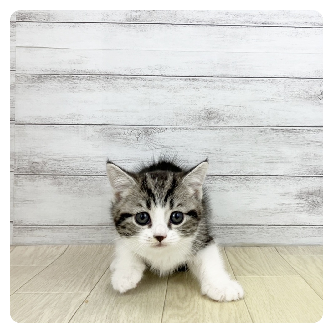 2026年2月20日生まれのスコティッシュストレート