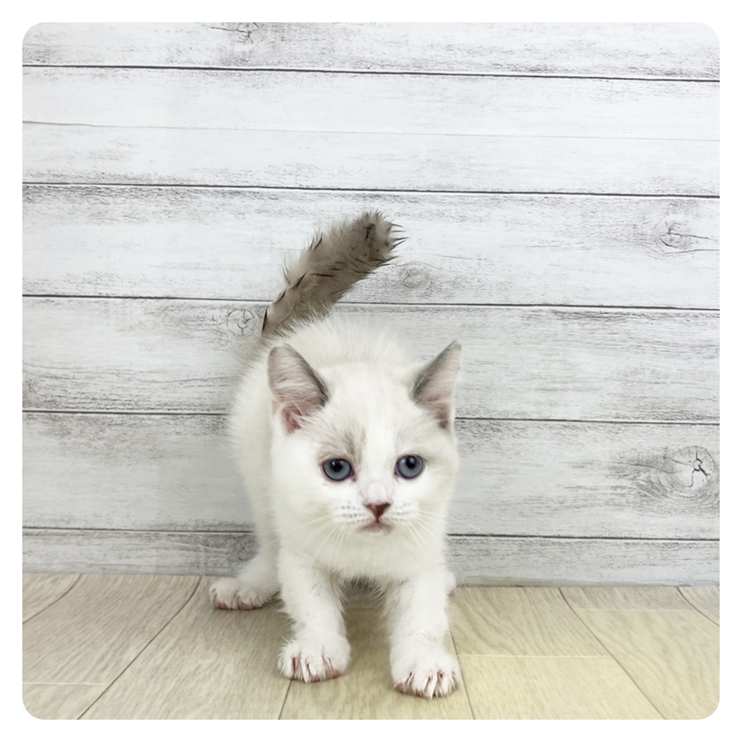 2026年2月20日生まれのスコティッシュストレート