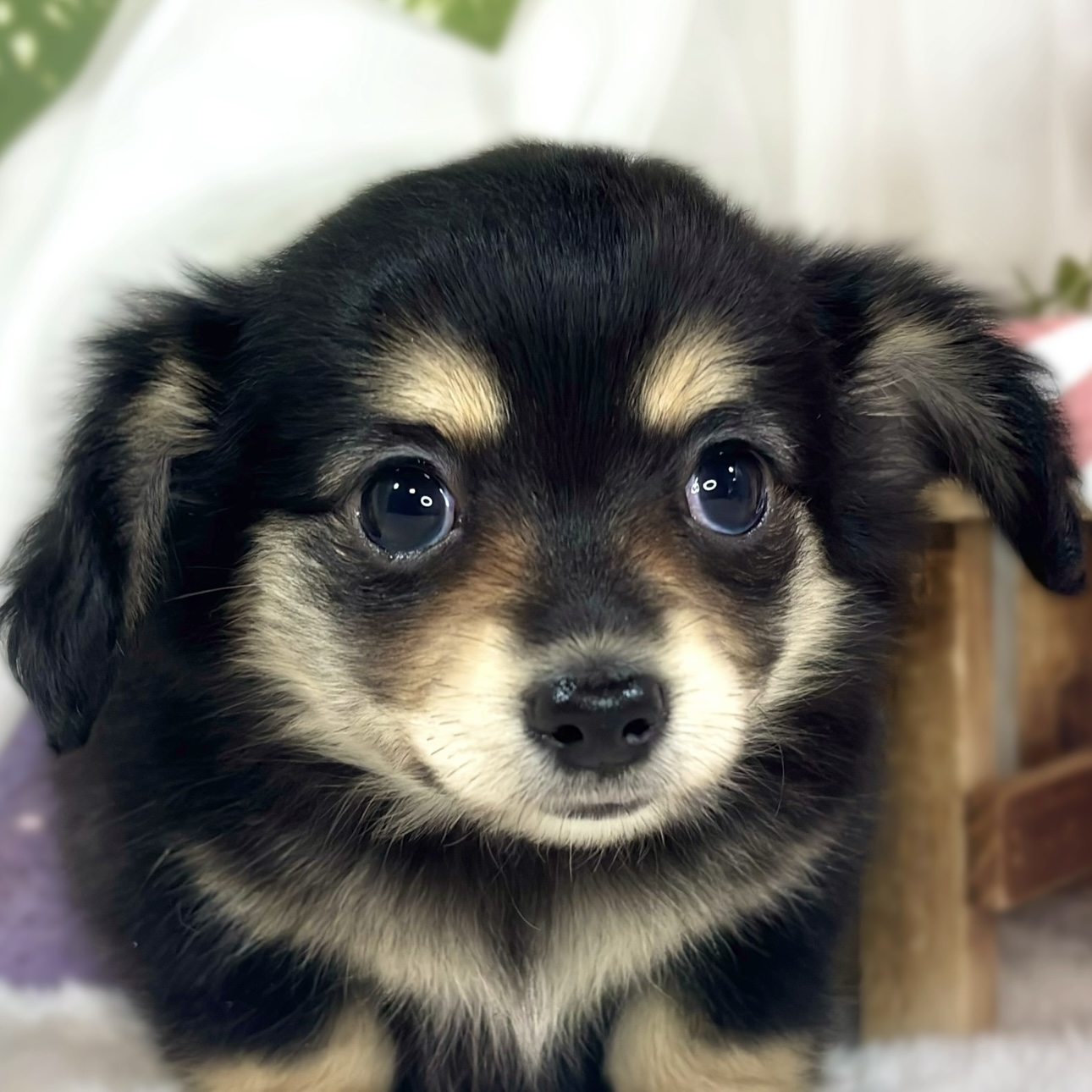 愛知県のチワックス(チワワ×ダックス) (犬の家＆猫の里愛知刈谷店/2026年2月22日生まれ/女の子/ブラックタン)の子犬の2枚目の画像