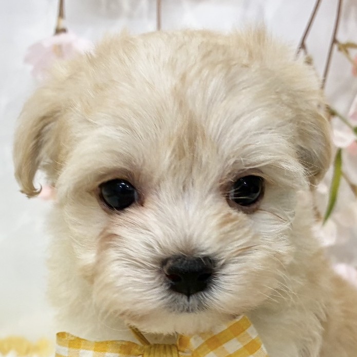 愛知県のマルプー(マルチーズ×プードル) (犬の家＆猫の里春日井本店/2026年2月19日生まれ/女の子/アプリコット)の子犬