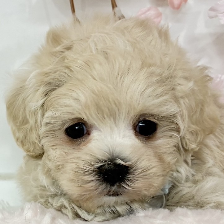 愛知県のマルプー(マルチーズ×プードル) (犬の家＆猫の里春日井本店/2026年2月20日生まれ/男の子/クリーム)の子犬