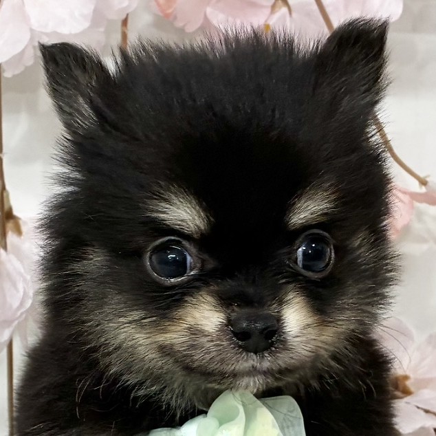 大阪府のポメチワ/チワポメ/ポメチー(ポメラニアン×チワワ) (犬の家＆猫の里もりのみやキューズモールBASE店/2026年2月21日生まれ/男の子/ブラックタン)の子犬の2枚目の画像