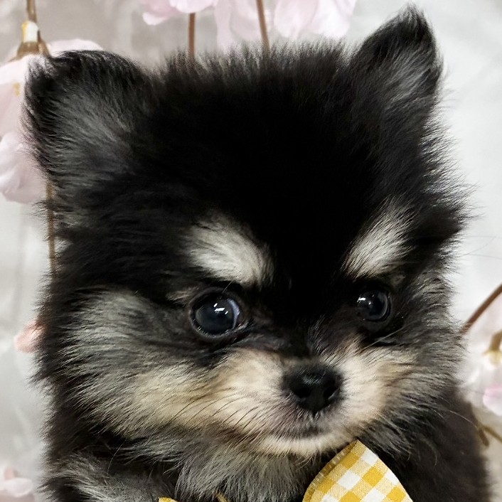 兵庫県のポメチワ/チワポメ/ポメチー(ポメラニアン×チワワ) (犬の家＆猫の里ニッケパークタウン加古川店/2026年2月21日生まれ/男の子/ブラッククリーム)の子犬の2枚目の画像