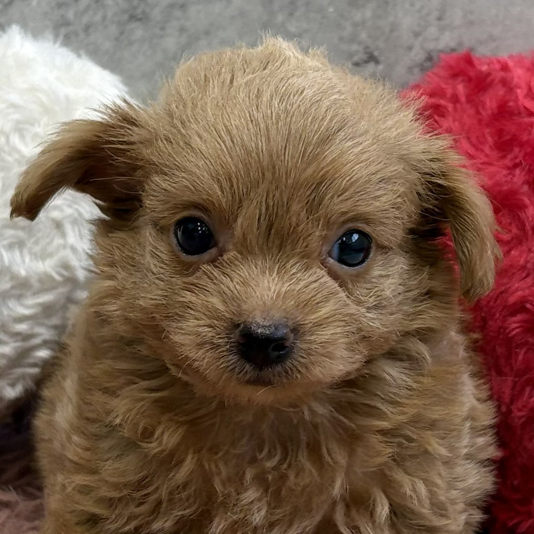 岐阜県のチワプー/プーチー(チワワ×プードル) (犬の家＆猫の里岐南店/2026年2月19日生まれ/男の子/アプリコット)の子犬の2枚目の画像