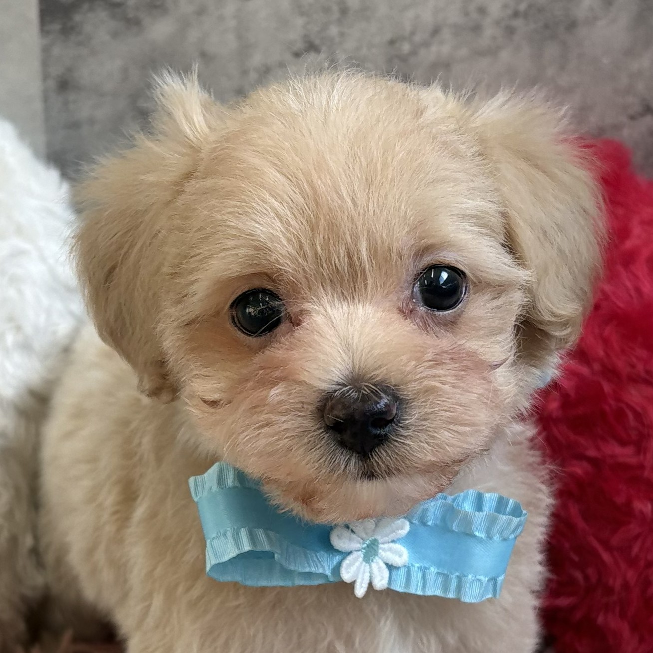 愛知県のマルプー(マルチーズ×プードル) (犬の家＆猫の里春日井本店/2026年2月19日生まれ/女の子/クリームホワイト)の子犬