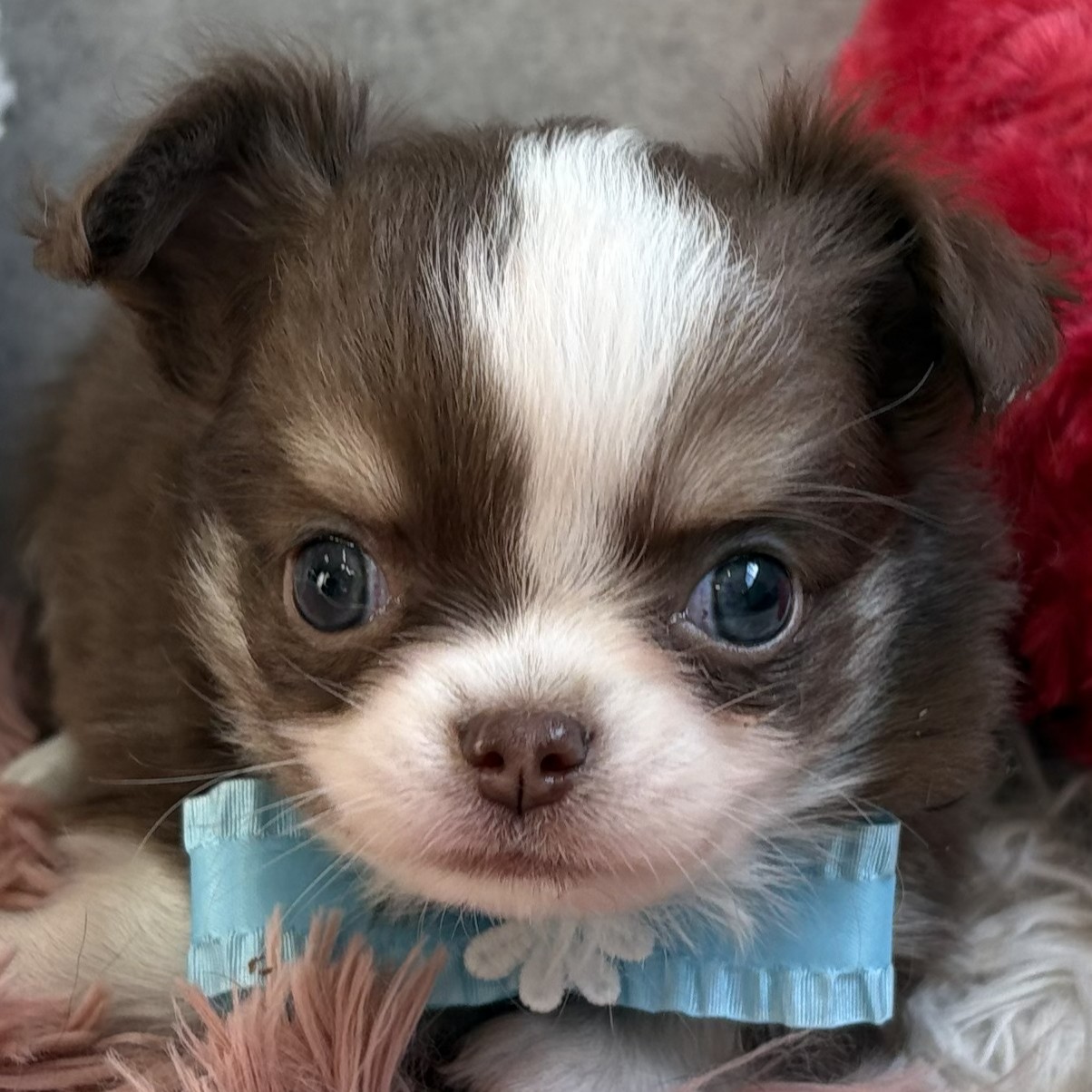 兵庫県のチワワ(ロング) (犬の家＆猫の里ニッケパークタウン加古川店/2026年2月22日生まれ/男の子/チョコレートクリームホワイト)の子犬