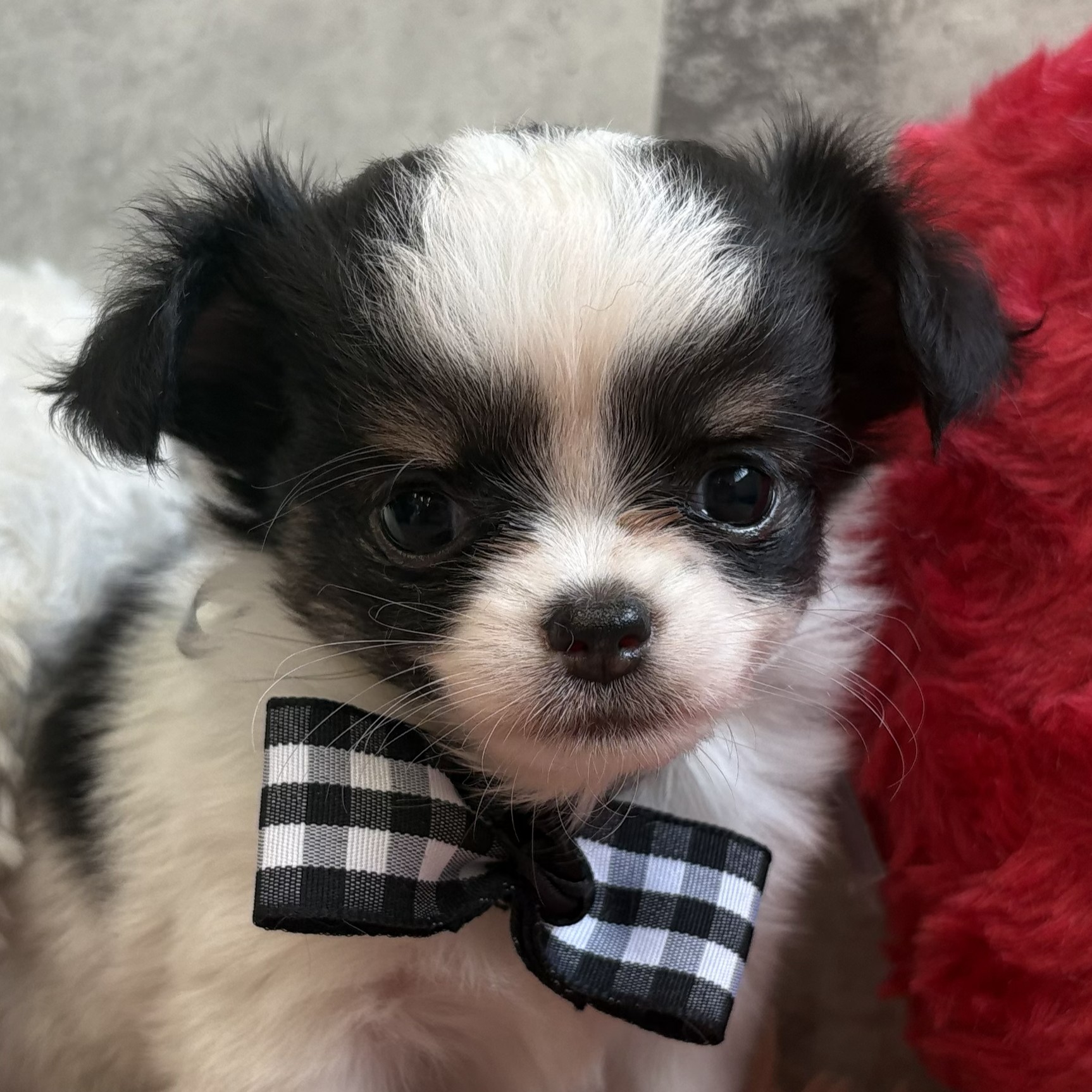 愛知県のチワワ(ロング) (犬の家＆猫の里七宝店/2026年2月22日生まれ/女の子/ホワイトブラックタン)の子犬の2枚目の画像