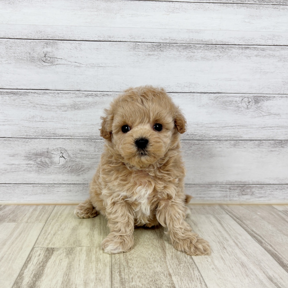 兵庫県のマルプー(マルチーズ×プードル) (犬の家＆猫の里ニッケパークタウン加古川店/2026年2月21日生まれ/女の子/クリーム)の子犬