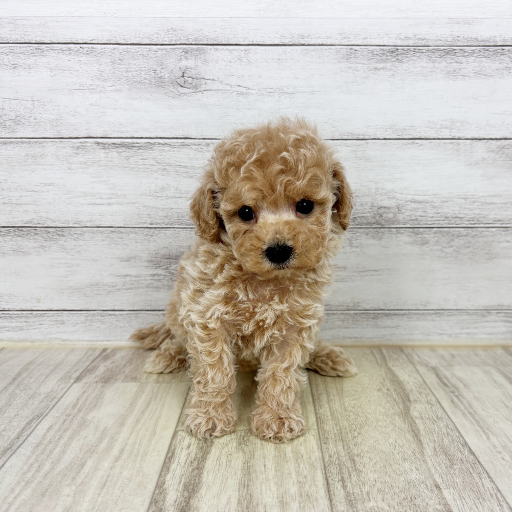 兵庫県のビションプー(ビションフリーゼ×プードル) (犬の家＆猫の里川西店/2026年2月22日生まれ/女の子/アプリコット)の子犬