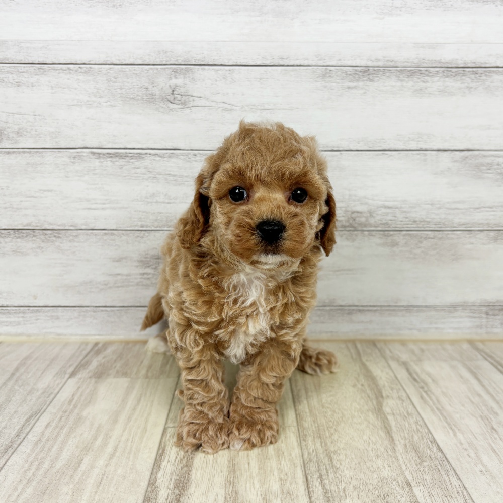 兵庫県のビションプー(ビションフリーゼ×プードル) (犬の家＆猫の里尼崎店/2026年2月22日生まれ/女の子/アプリコット)の子犬