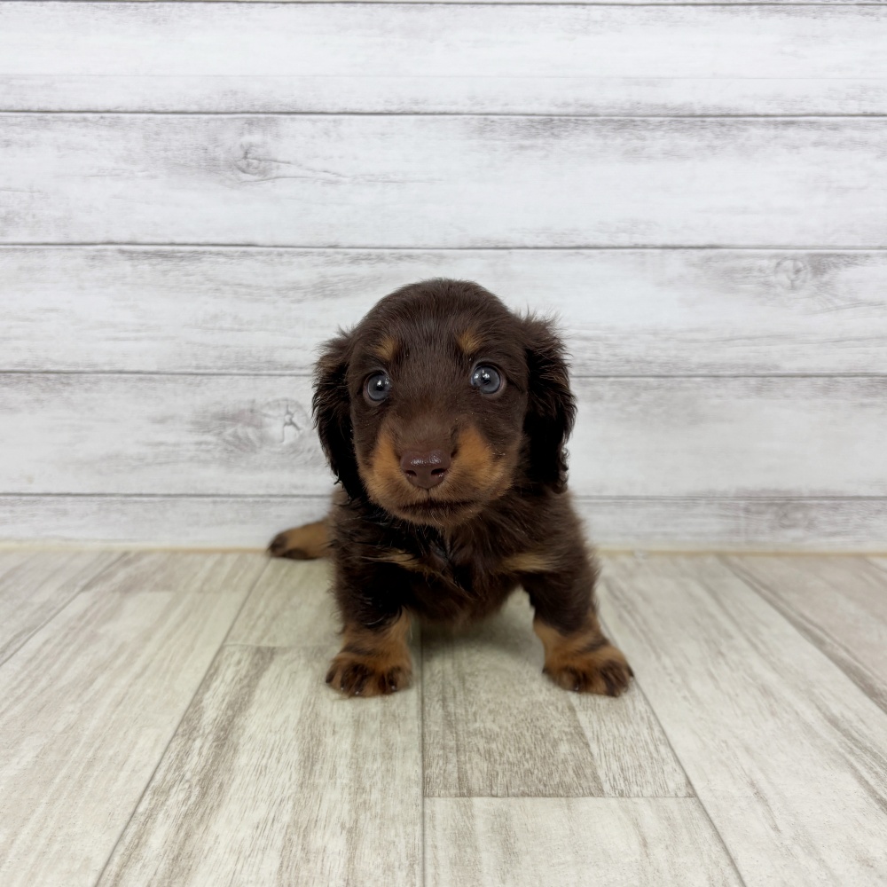 兵庫県のミニチュアダックスフンド(ロング) (犬の家＆猫の里川西店/2026年2月21日生まれ/男の子/チョコレートタン)の子犬