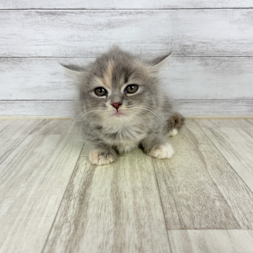 愛知県のミヌエット (犬の家＆猫の里春日井本店/2026年2月22日生まれ/女の子/ブルークリーム)の子猫