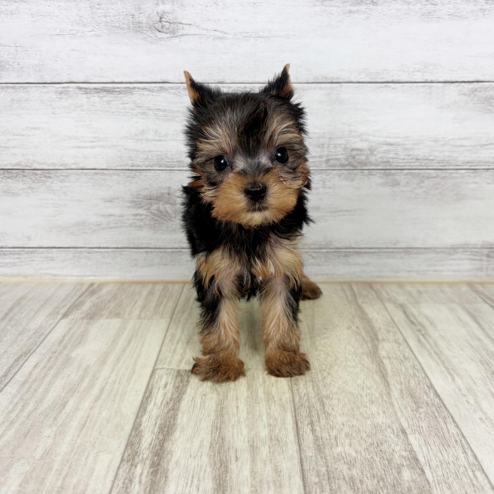 兵庫県のヨークシャーテリア (犬の家＆猫の里川西店/2026年2月20日生まれ/男の子/スチールブルータン)の子犬