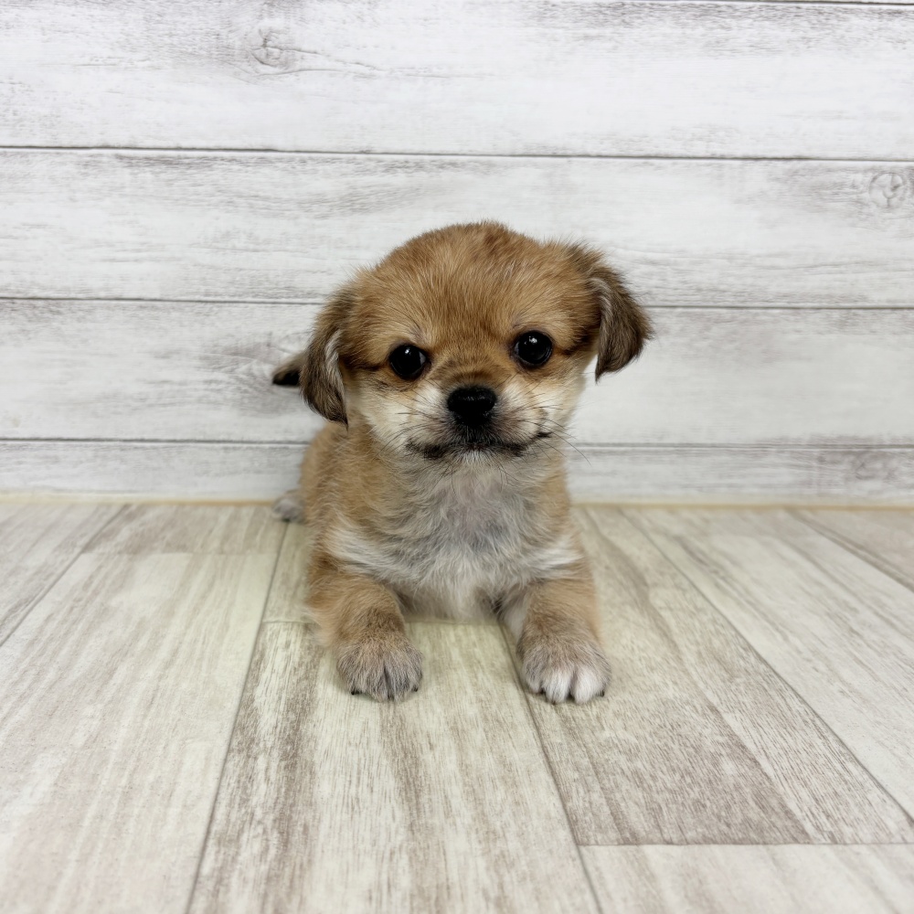 兵庫県のハーフ犬・ミックス犬 (犬の家＆猫の里川西店/2026年2月22日生まれ/男の子/ブラウン)の子犬