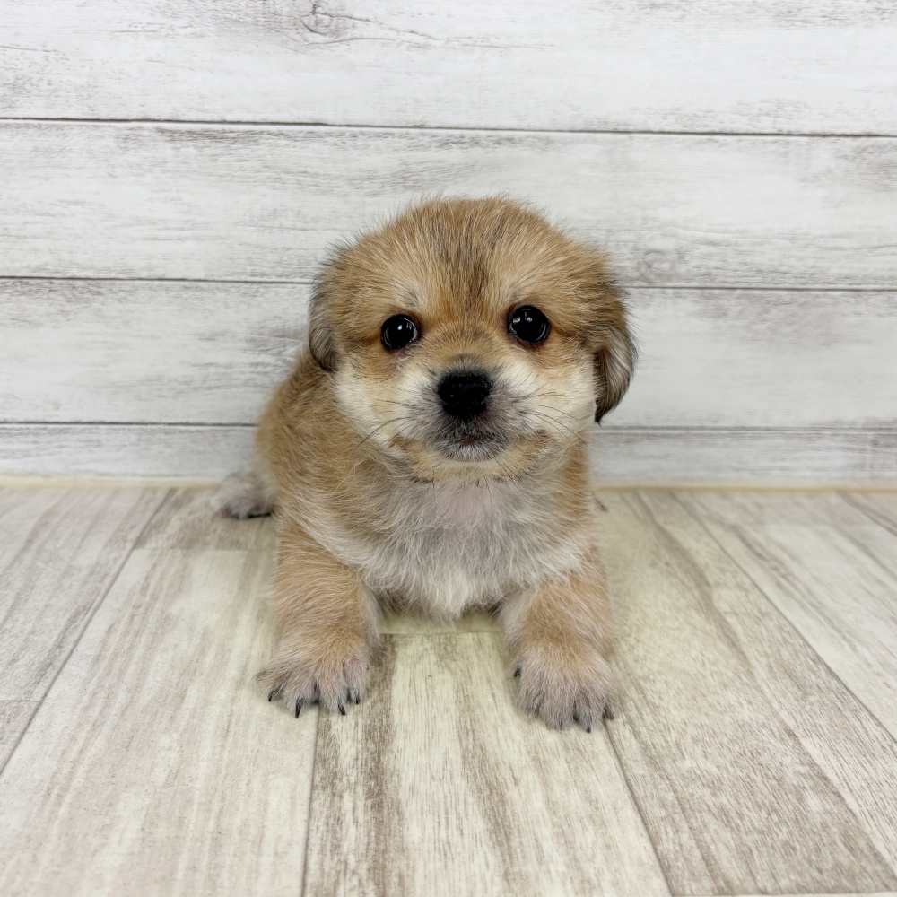 兵庫県のハーフ犬・ミックス犬 (犬の家＆猫の里川西店/2026年2月22日生まれ/男の子/ブラウン)の子犬