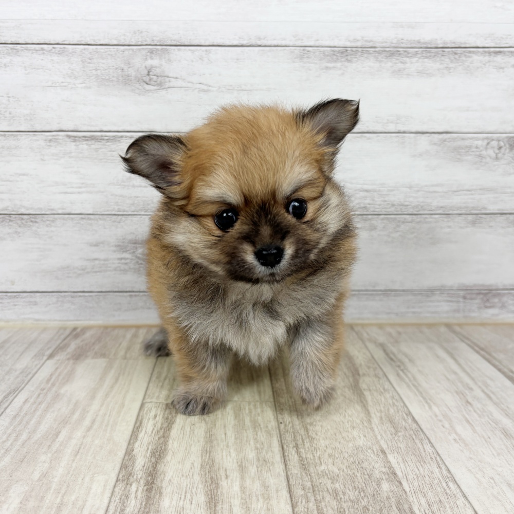 愛知県のポメチワ/チワポメ/ポメチー(ポメラニアン×チワワ) (犬の家＆猫の里春日井本店/2026年2月21日生まれ/女の子/フォーン)の子犬