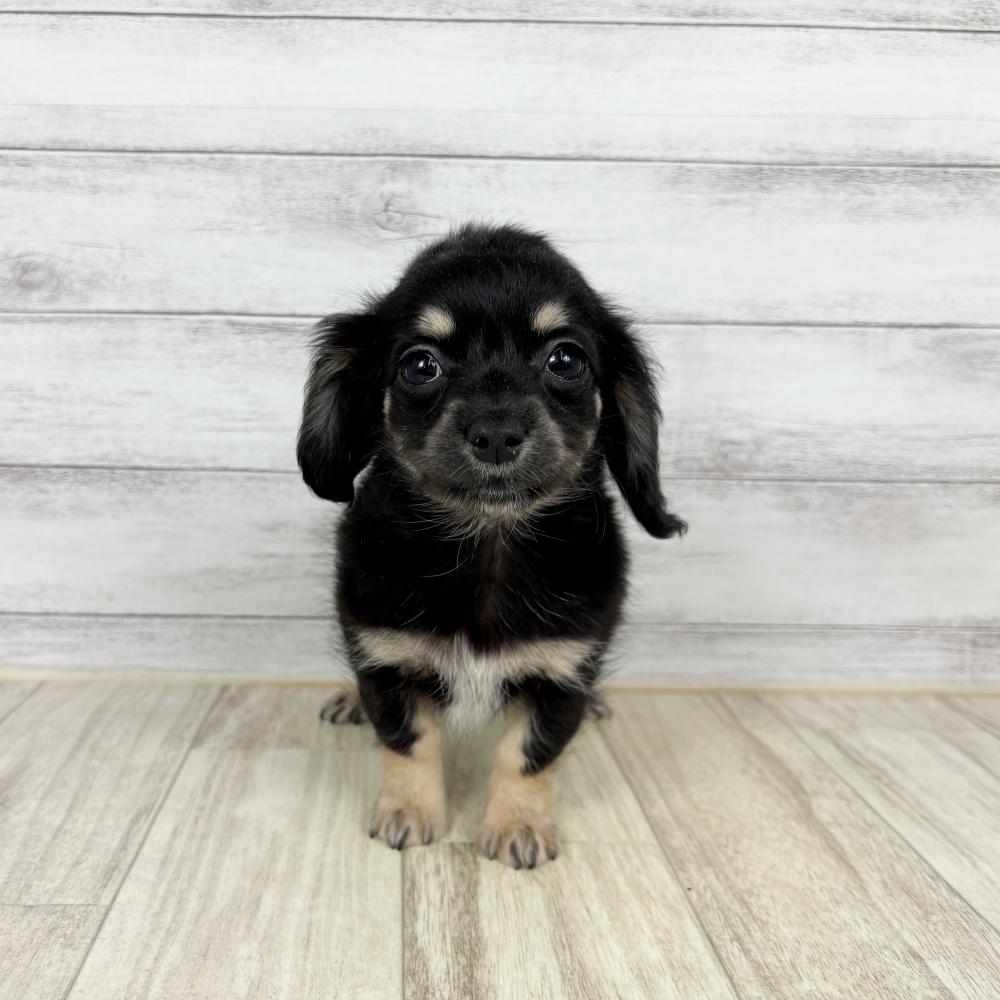 兵庫県のチワックス(チワワ×ダックス) (犬の家＆猫の里川西店/2026年2月21日生まれ/女の子/ブラックタン)の子犬