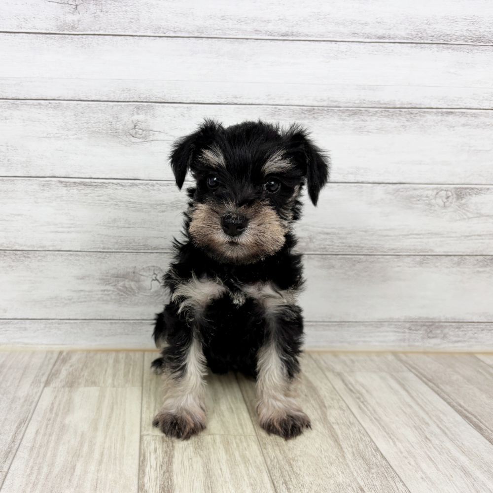 兵庫県のミニチュアシュナウザー (犬の家＆猫の里川西店/2026年2月21日生まれ/女の子/ブラックシルバー)の子犬